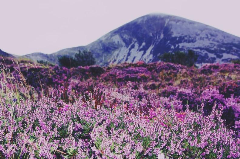 Beautiful days: flowers and mountains