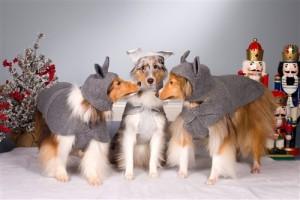 Paws De Deux: Therapy Dogs Perform ‘Nutcracker’