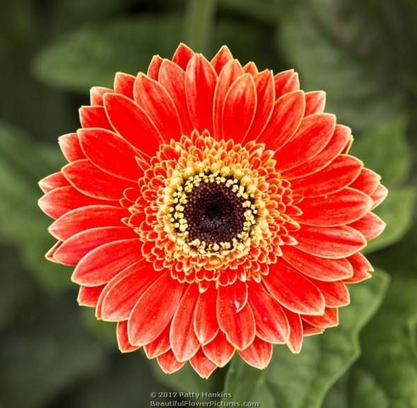 Redwood Gerbera Daisy