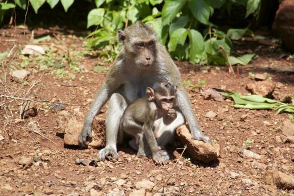 monkey mania:  macaque monkey in Thailand