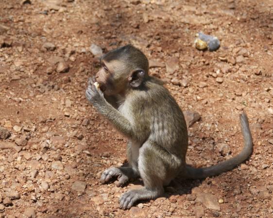 monkey mania: macaque monkey in Thailand
