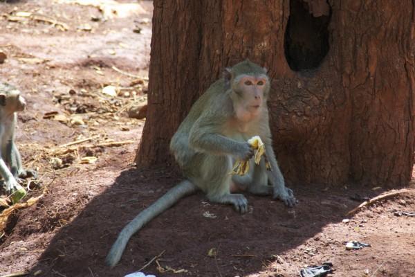 monkey mania:  macaque monkey in Thailand