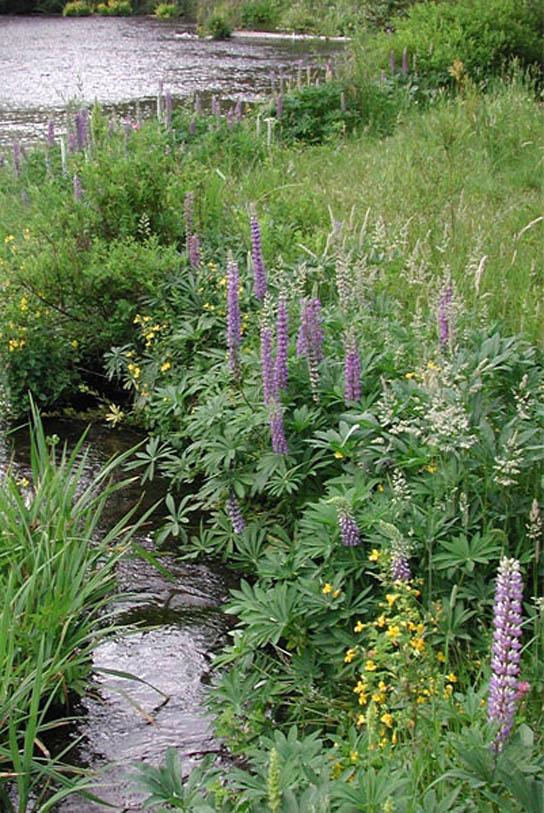 CA trip, Blue-Pod Lupine Blue Pod Lupines along the Russian River in Sonoma California