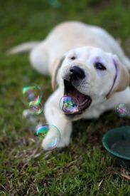 Cute-lab-puppy-trying-to-eat-bubbles
