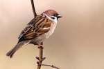 Tree Sparrow-1