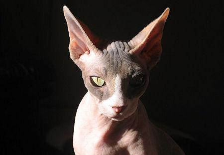 10 Most Bizarre Cat Breeds On Earth