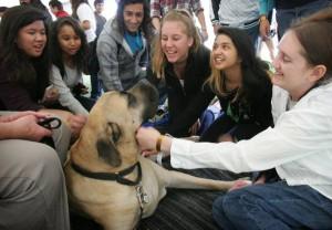 Therapy dogs help UCR students relieve stress