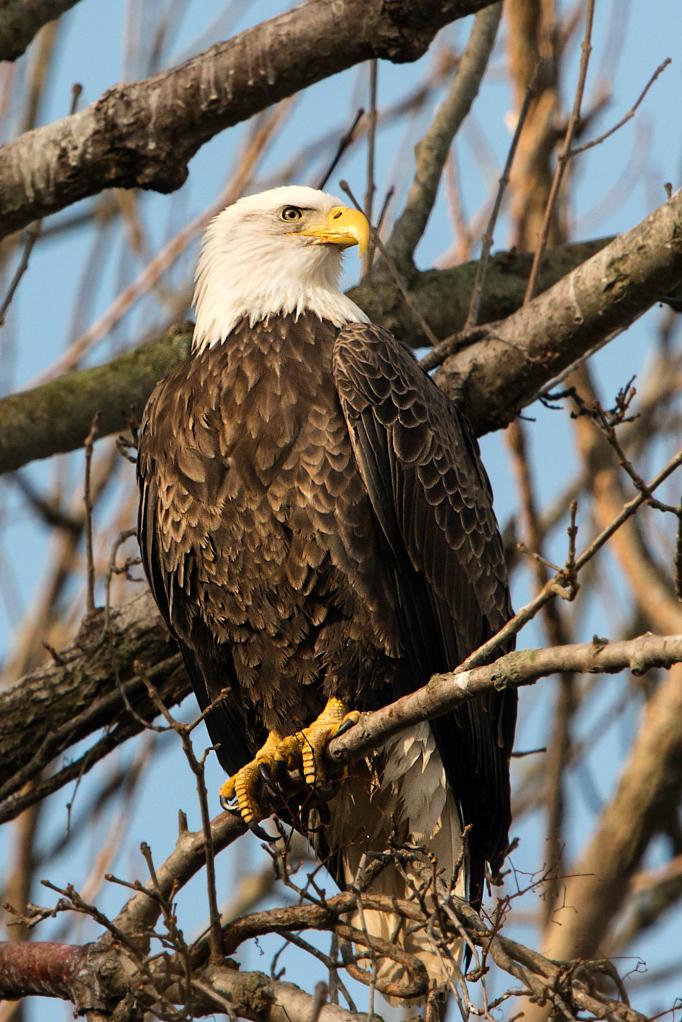 American Bald Eagle Perched in a Tree