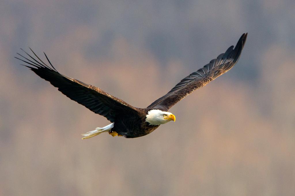 American Bald Eagle Flying over the Susquehanna River
