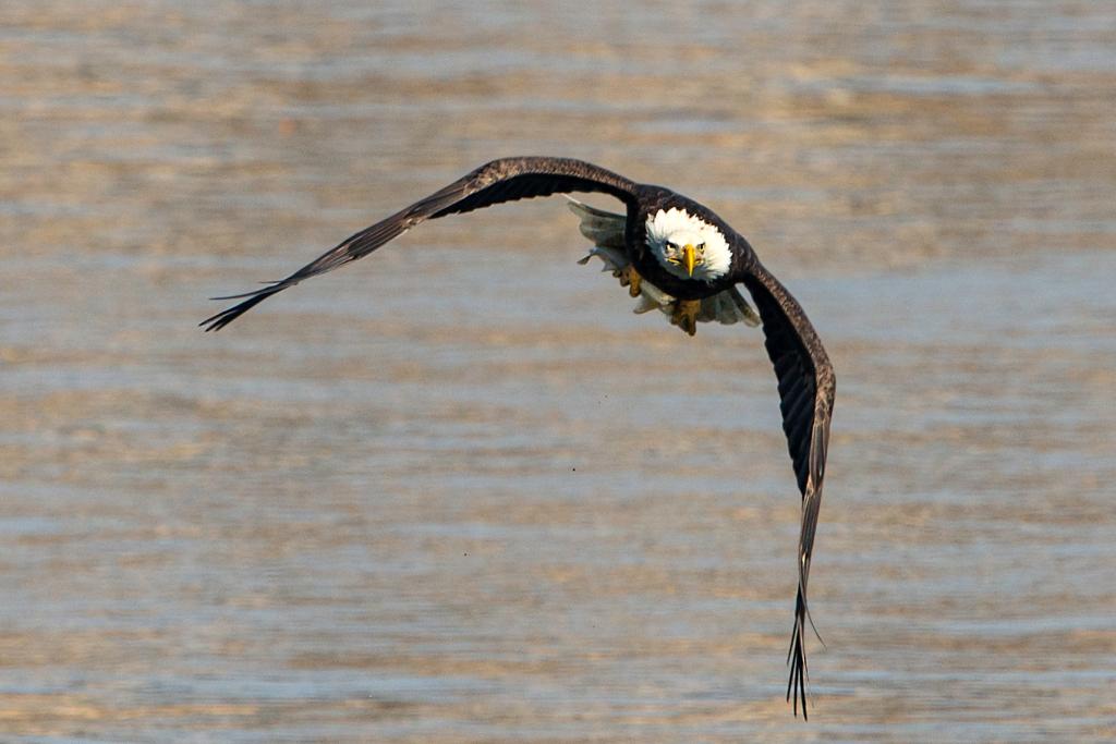 American Bald Eagle Flying with Fish