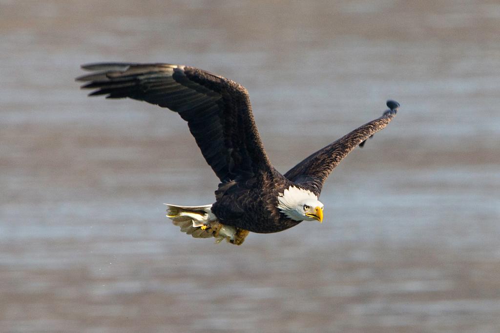 American Bald Eagle Flying with Fish