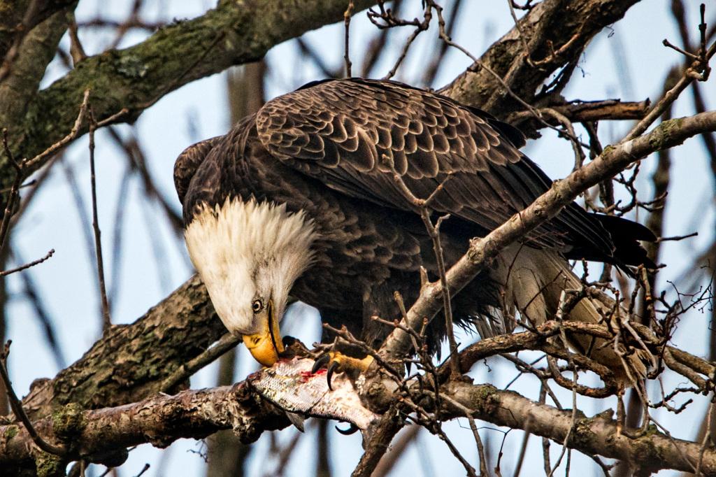 American Bald Eagle Eating a Fish
