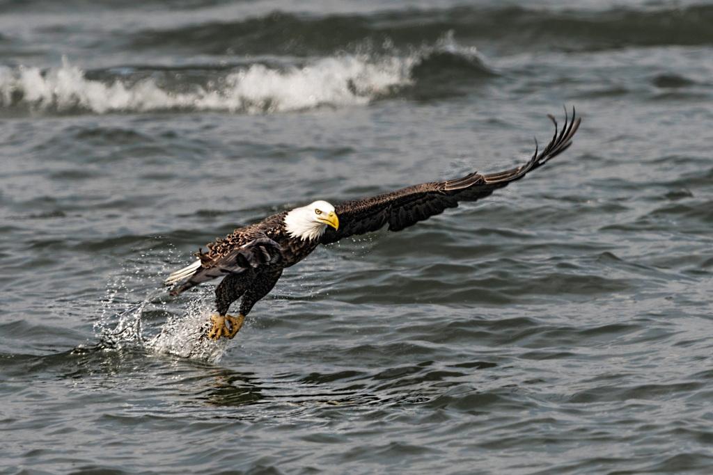 American Bald Eagle Catching a Fish