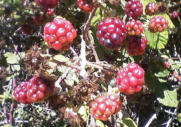 32 Miles on East Bay Trails (Part I) Berries growing along the Belgum Trail in Wildcat Canyon Regional Park