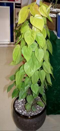 SSU Home : Beautiful Indoor Plants and Pots for Your Home SSU Home : Beautiful Indoor Plants and Pots for Your Home