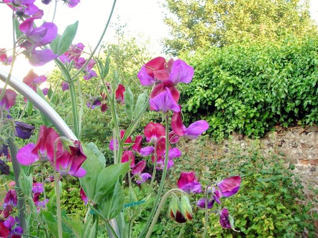 Popular Posts 2012: Day 4 – April 2012 sweet-peas-cupani2