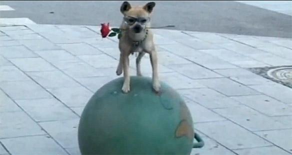 Amazing Cape-Crusading DOG Hits the Streets of China!
