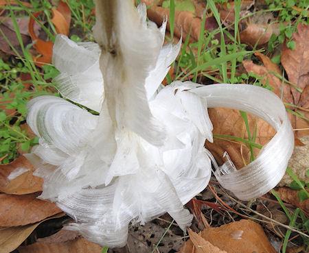 Frost Flowers: Nature's Exquisite Ice Extrusion