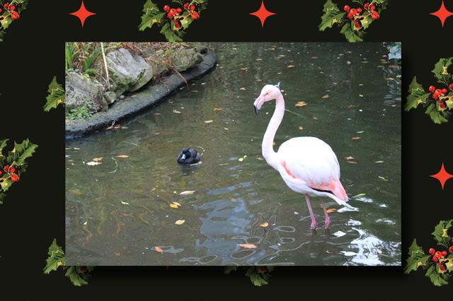 12 Days Of London Christmas… What On Earth Is A Colly Bird Anyhoo?
