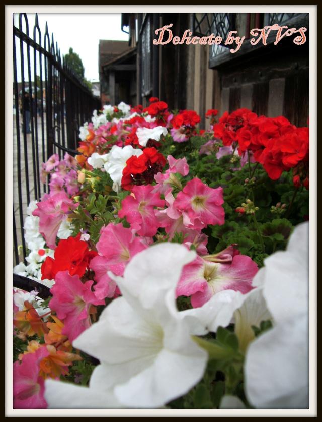 Weekly Photo: Delicate Soft and Delicate