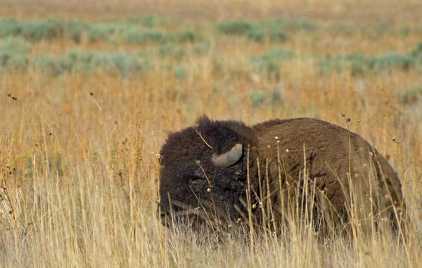 Bison on Antelope Island Utah