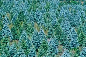 blue fir tree Color Me Monthly brings you Emerald City nail polish