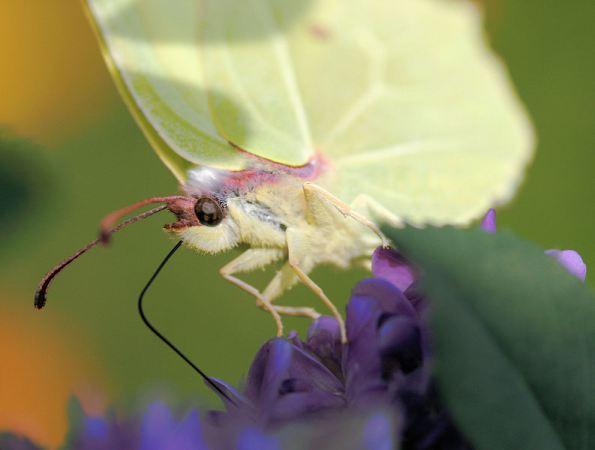 The Art of Ultra-close-up Photography