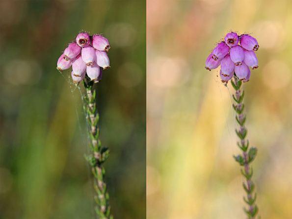 The Art of Ultra-close-up Photography