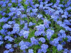 The official flower of the U.S. National Grandparents Day is the forget-me-not 