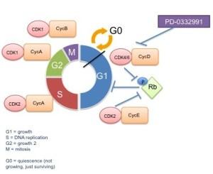 Cell cycle schematic