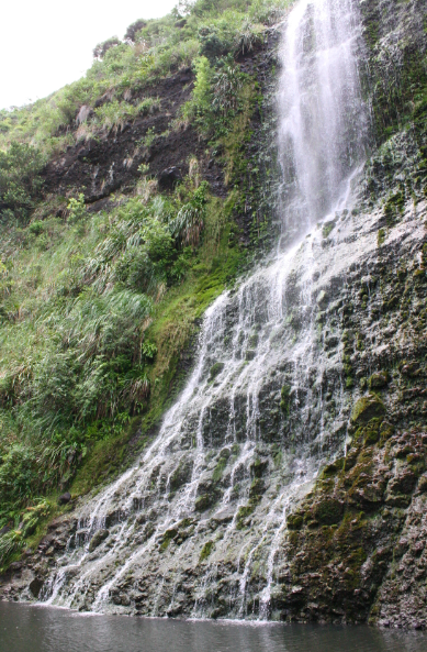 karekare waterfall in west auckland bush