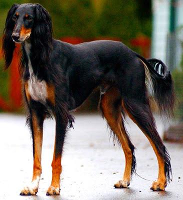 The 10 Most EXPENSIVE DOG Breeds!