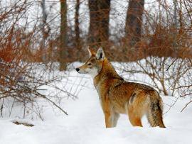 A red wolf awaiting reintroduction to the East Coast.