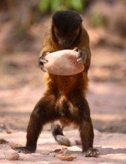 Did Australopithecus make stone tools? Did Australopithecus make stone tools?