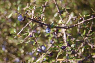 Coprosma propinqua Berry (18/11/2012, Kew Gardens, London) Coprosma propinqua Berry (18/11/2012, Kew Gardens, London)