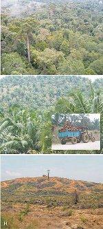 Palm Oil Resources