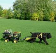 Black Russian Terrier Black Russian Terrier