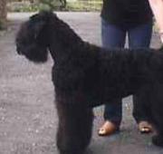 Black Russian Terrier Black Russian Terrier