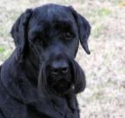 Black Russian Terrier Black Russian Terrier