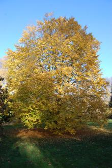 Ulmus 'Dodoens' (18/11/2012, Kew Gardens, London)