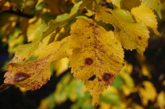 Ulmus 'Dodoens' Autumn Leaf (18/11/2012, Kew Gardens, London)