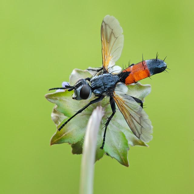 Tachina sp. (Diptera)