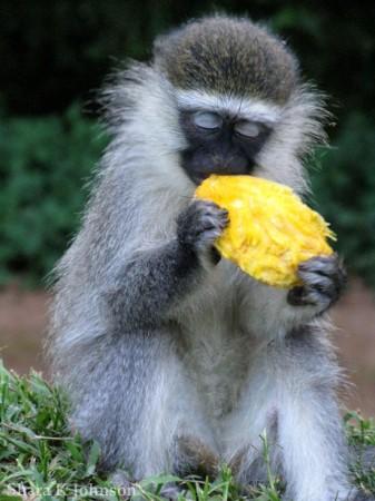 Vervet monkey eating