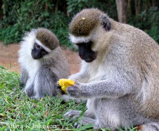 Vervet monkeys in South Africa