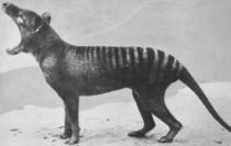 thylacine mouth