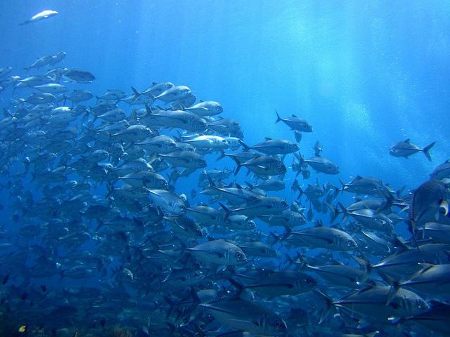 Silver school of jackfish School of jackfish