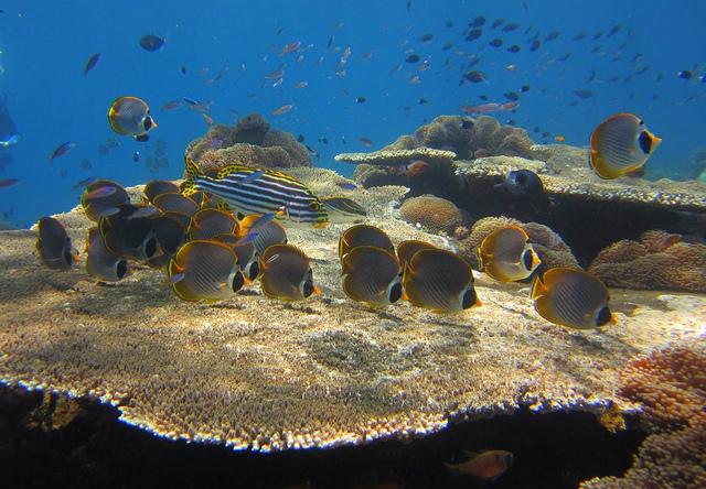 School of butterfly fish on coral butterfly fish
