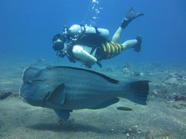 bumphead parrot fish bumphead parrot fish