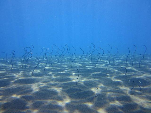 Garden of juvenile eels Garden of juvenile eels
