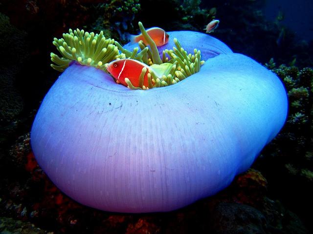 Anemone and clown fish Anemone and clown fish